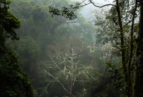 frédéric-demeuse-forest-photography-costa-rica-11